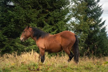 Bulutlu bir günde, ormanın yakınındaki yemyeşil bir tarlada huzur içinde otlayan atlar. Ukrayna 'daki Karpat Dağları' nda yürüyüş 