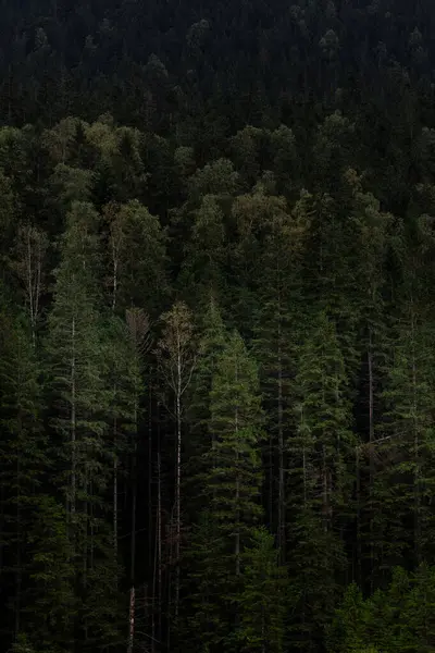 Yoğun yeşil orman, sabahın erken saatlerinde sislerin karanlık dağların üzerinden aktığı yer. Ukrayna 'daki Karpat Dağları' nda yürüyüş 
