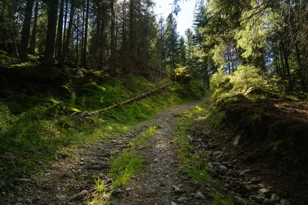 Gün ortasında, sakin bir yamacın yanında, yemyeşil ağaçların arasından süzülen kayalık orman yolu. Ukrayna 'daki Karpat Dağları' nda yürüyüş 