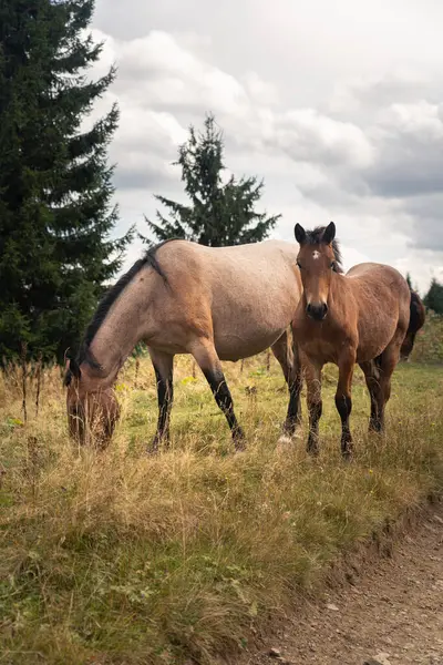 Bulutlu bir günde, ormanın yakınındaki yemyeşil bir tarlada huzur içinde otlayan atlar. Ukrayna 'daki Karpat Dağları' nda yürüyüş 