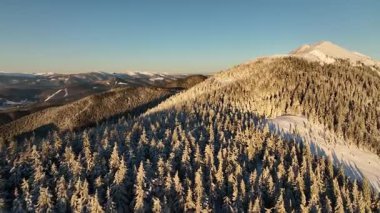 Karla kaplı dağlarla ve güneş ışığında yemyeşil ormanlarla görkemli kış manzarası. Kış boyunca Gorgany poligonu. Karpat Dağları, Ukrayna