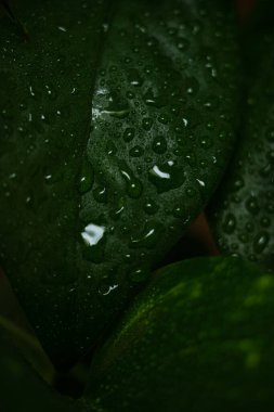 Evin içindeki epipremnum 'un makro fotoğrafı. İç kısımda ev bitkileri var. Geçmişi. Boşluğu kopyala