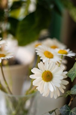 Taze Papatyaların Yakın Çekimi ve Gün Boyunca Parlak Kapalı Kapalı Kapılar Dekorasyonunda Ivy