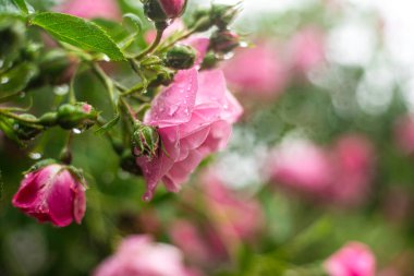 Canlı Pembe Güller Gün Boyunca Bir Bahçede Çiçek Açtı