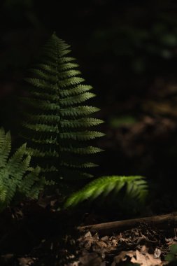 Yemyeşil eğreltiotu, karanlık bir orman ortamında yumuşak ışıkla aydınlanır.