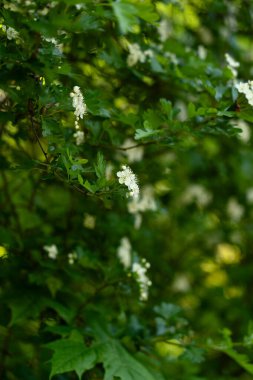 Güzel beyaz çiçekler yeşil bir çalılıkta çiçek açıyor. Baharda huzurlu bir doğal ortamda.