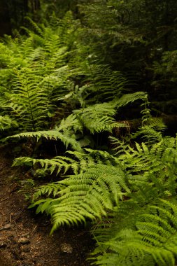 Bereketli yeşil eğreltiotları sakin bir orman ortamında öğleden sonra gelişir. Kukul menzili. Karpat Dağları, Ukrayna