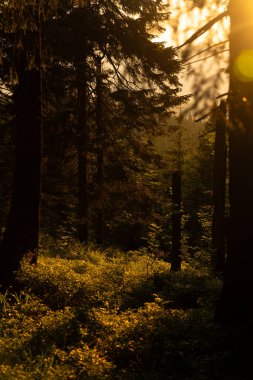 Güneş ışığı, günbatımında sakin bir ormanda ağaçların arasından süzülür, yemyeşil çalıları aydınlatır ve barışçıl bir atmosfer yaratır. Kukul menzili. Karpat Dağları, Ukrayna