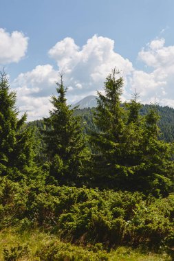 Yaz manzarasında parlak mavi bir gökyüzünün altında yemyeşil ağaçlar ve görkemli dağlar. Ukrayna 'daki Karpat Dağları' nda yürüyüş. Chornohora Aralığı