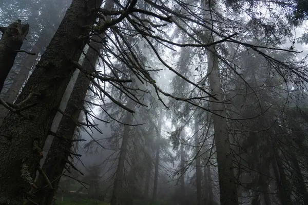 Sakin bir ortamda sisli bir sabah boyunca uzun çam ağaçları ve yumuşak yeşil yapraklarla puslu orman manzarası. Ukrayna 'daki Karpat Dağları' nda yürüyüş 