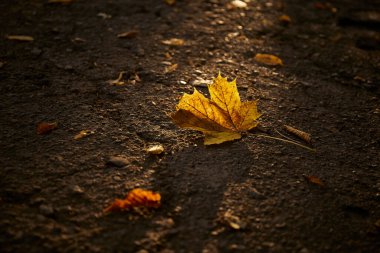 Altın sonbahar yaprağı güneşli bir parkta gün batımında ıslak bir kaldırımda dinleniyor.