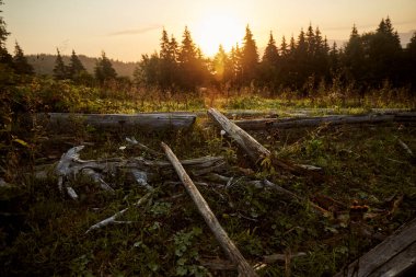 Güneş ışığı, alacakaranlıkta ağaçların arasından süzülür. Düşen kütüklerin ve sakin bir orman ortamındaki çimenli arazinin üzerinden geçer. Karpat Dağları 'nda yürüyüş. Ukrayna