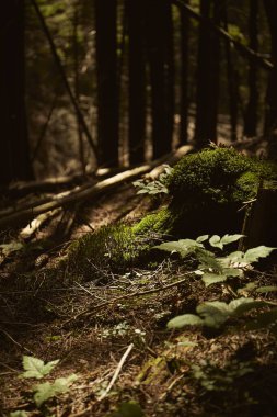 Altın saat boyunca sakin bir ormanda kayayı kaplayan yemyeşil yosunlar doğanın sakin atmosferini aydınlatır. Karpat Dağları 'nda yürüyüş. Ukrayna