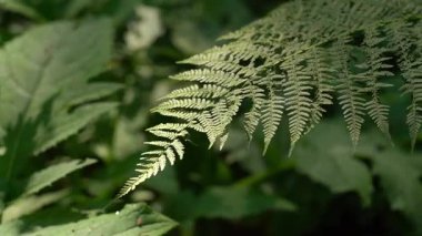Canlı eğrelti otları sergilenen sık bir ormanda yemyeşil alanları keşfetmek. Ukrayna 'daki Karpat Dağları' nda yürüyüş