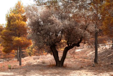 Ön planda güzel ağaçlar var. Tonlama. Rincon Bello, Agost, İspanya. Yüksek kalite fotoğraf