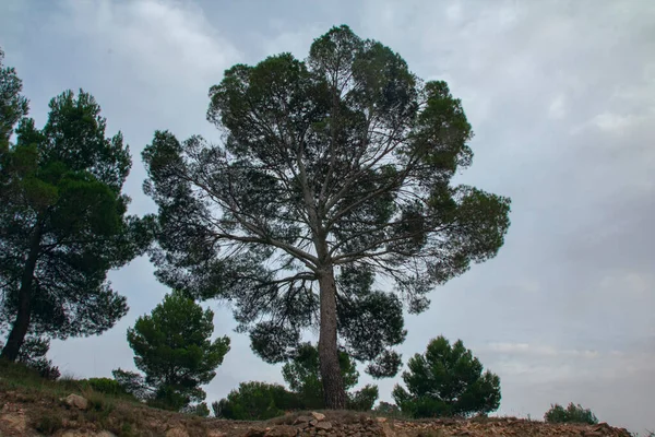 Piękne Drzewo Pierwszym Planie Rincon Bello Agost Hiszpania Wysokiej Jakości — Zdjęcie stockowe