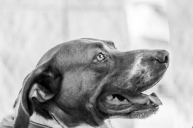 Kafası beyaz-kahverengi büyük bir köpek. Yakın plan. Siyah beyaz fotoğraf. Yüksek kalite fotoğraf