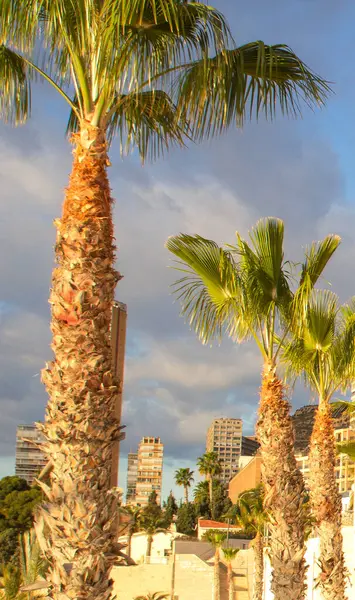 Palm trees in the foreground. High-rise buildings in the background. Mediterranean coast. Sunny morning, cloudy sky. High quality photo