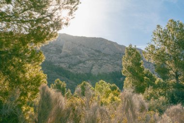 Uzakta dağ zirveleri, ayaklarda güzel ağaçlar ve otlar. İspanya, Busot. Güneşli bir gün. Yüksek kalite fotoğraf