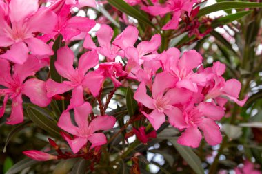 Açelya çalısı, pembe çiçekler. Yüksek kalite fotoğraf
