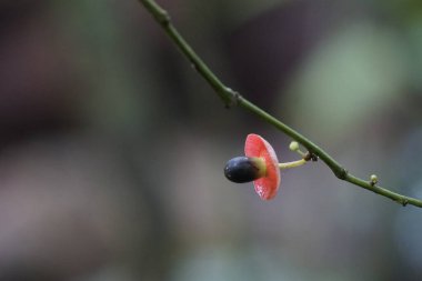 Kosta Rika 'nın yabani bitkileri ve çiçekleri