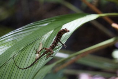 Basilisk özgürce Kosta Rika 'da bizi izliyor.