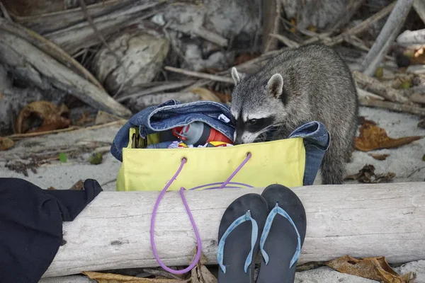 Raccoon stealing food from tourists while they are bathing in Costa Rica