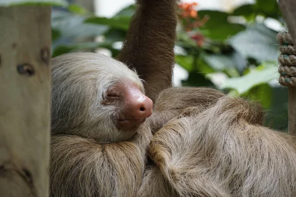 Bela Preguiça Costa Rica — Fotografia de Stock