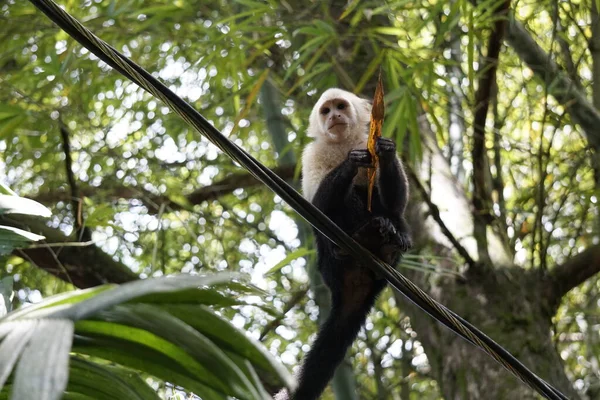 Branco Enfrentou Macaco Comendo Costa Rica — Fotografia de Stock