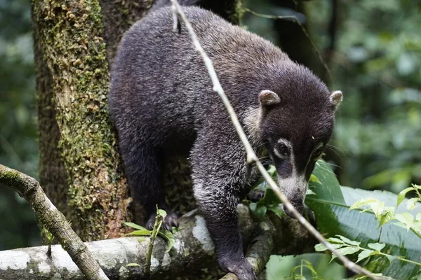 Coati Procura Comida Natureza Parque Nacional Corcovado — Fotografia de Stock