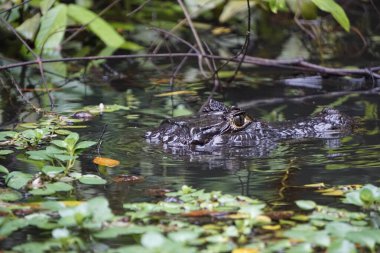 Tortuguero sularındaki timsah dinleniyor ve izliyor.
