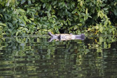 Tortuguero Ulusal Parkı 'nda yüzen ölü kaplumbağa.