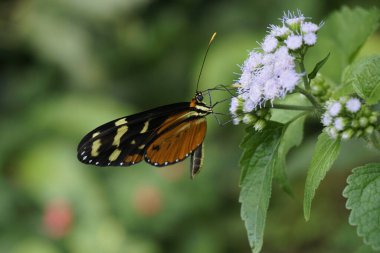 Kosta Rika 'da tozlaşan güzel kelebekler