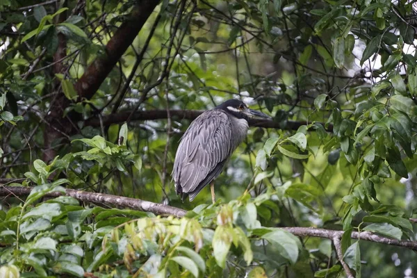 Tortuguero 'da Kosta Rika Kuşları