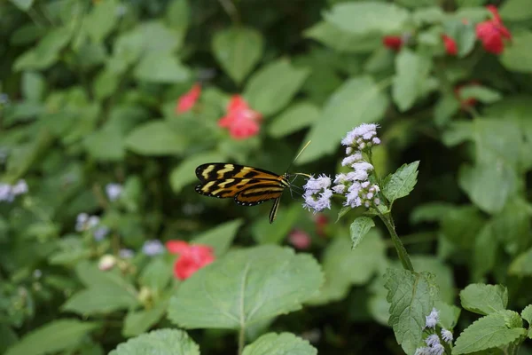 stock image beautiful butterflies pollinating in costa rica