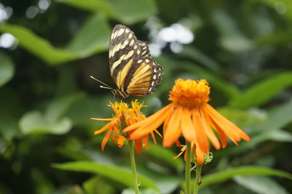 Beautiful Butterflies Pollinating Costa Rica — Stock Photo, Image
