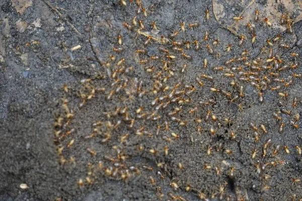 哥斯达黎加数百万白蚁 — 图库照片