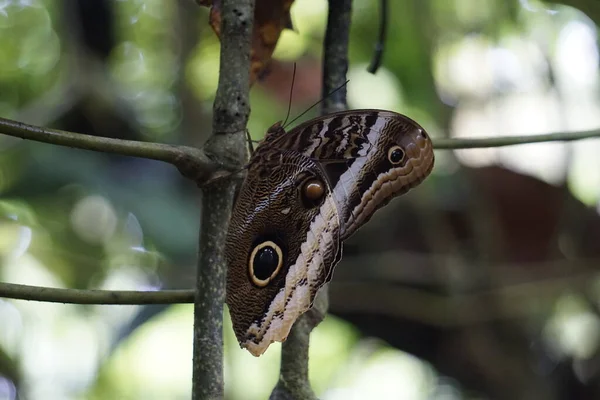 stock image beautiful butterflies pollinating in costa rica