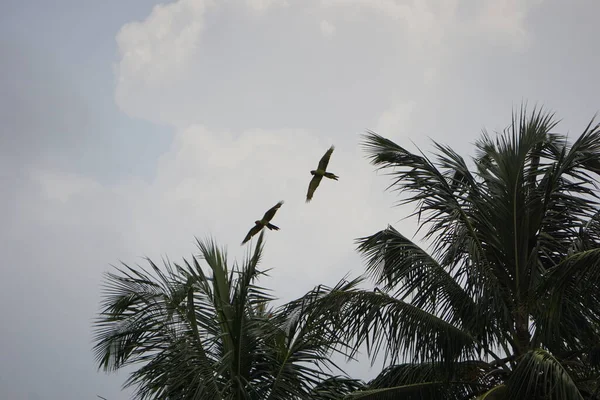 Kosta Rika Tortuguero Makavları Özgürce Uçuyor — Stok fotoğraf