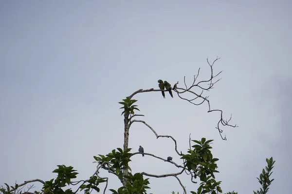 Μακάο Που Πετούν Ελεύθερα Από Tortuguero Στην Κόστα Ρίκα — Φωτογραφία Αρχείου