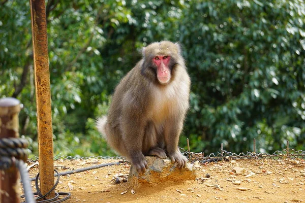 Macacos Que Vivem Juntos Liberdade Japão — Fotografia de Stock