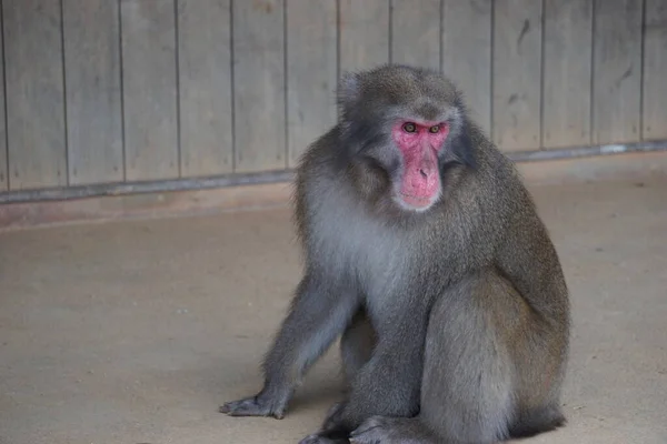 Μαϊμούδες Που Ζουν Μαζί Στην Ελευθερία Στην Ιαπωνία — Φωτογραφία Αρχείου