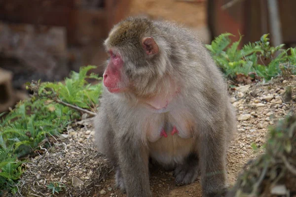 Japonya Özgürce Yaşayan Maymunlar — Stok fotoğraf