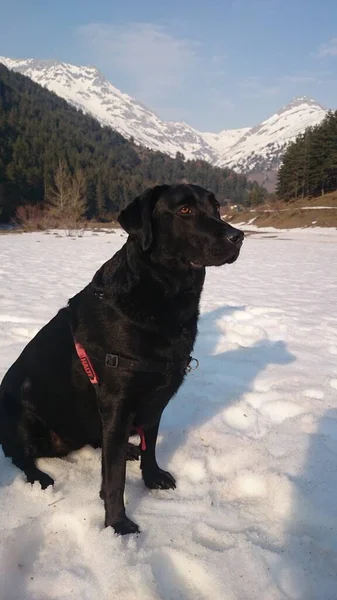 拉布拉多猎犬喜欢大自然和户外 — 图库照片