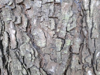 Meşe kabuğu kabartma dokusu. Meşe doku panoramik fotoğraf.