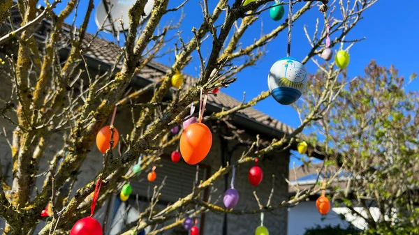 Kolorowe Jajka Wielkanocne Wystrój Drzewa Wysokiej Jakości Zdjęcie — Zdjęcie stockowe