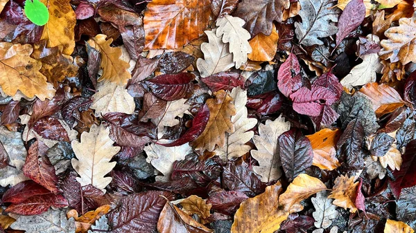 Jesień Liście Natura Tapety Brązowy Żółty Wysokiej Jakości Zdjęcie — Zdjęcie stockowe