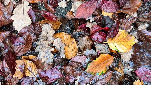 Outono Deixa Papel Parede Natureza Marrom Amarelo Foto Alta Qualidade — Fotografia de Stock