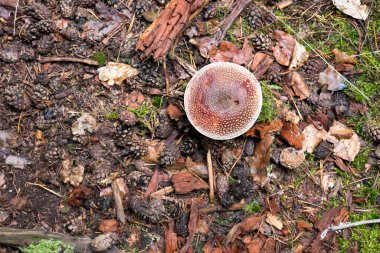 Masaüstü duvar kağıdı, Ekim ayında Bavyera ormanında mantar avı. Yüksek kalite fotoğraf