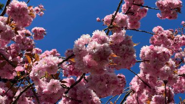 Sakura çiçeği, güneşli mavi gökyüzü. Yüksek kalite fotoğraf